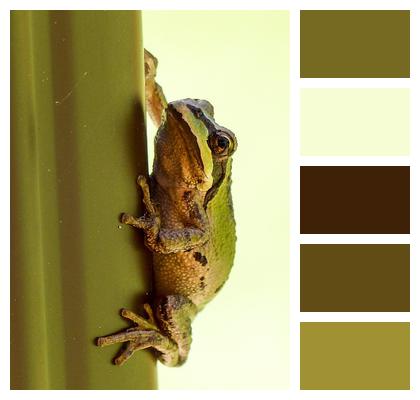 Clued Hanging Tree Frog Image